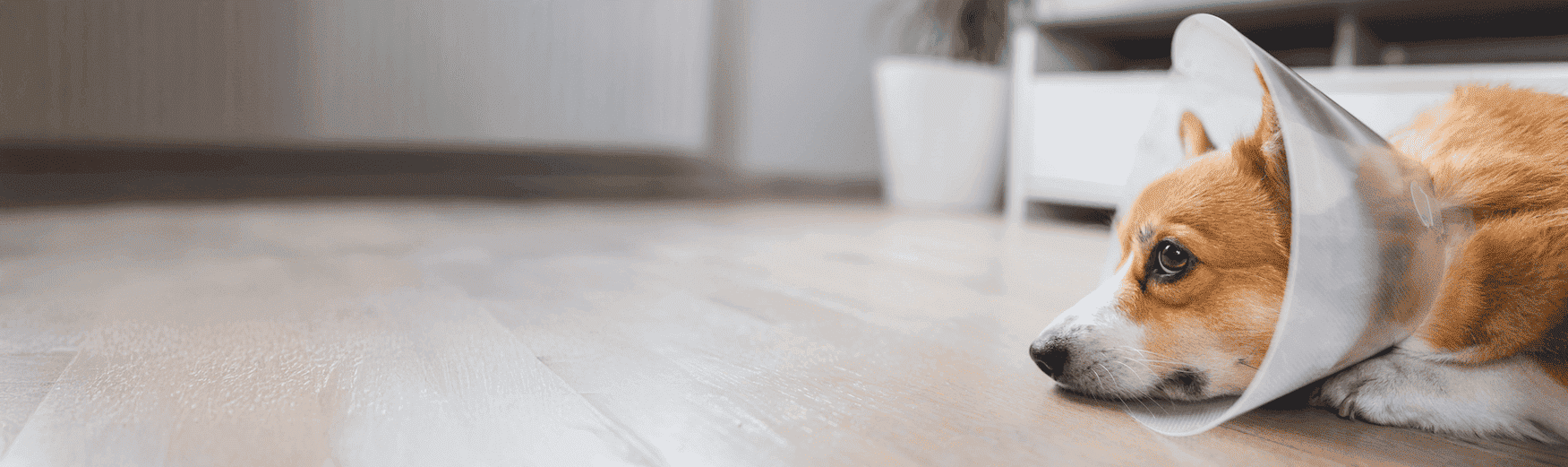 Die besten Hunde OP-Versicherungen 2026