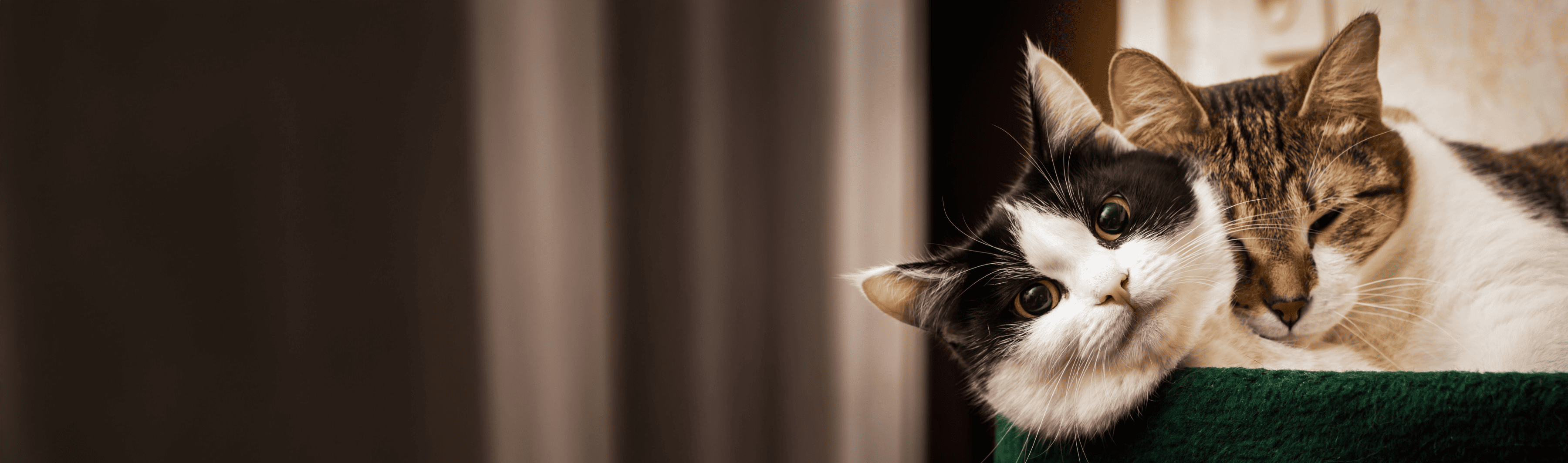 Die besten Katzenkrankenversicherungen für 2 Katzen