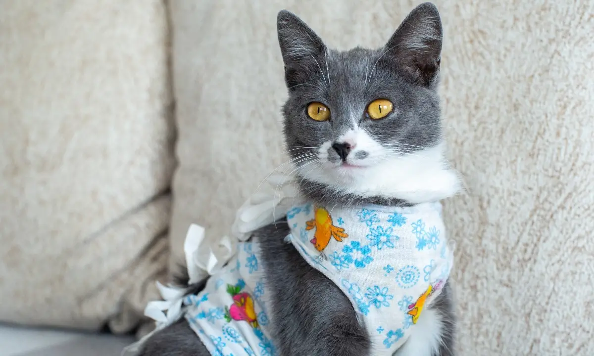 Was darf eine Katzen OP-Versicherung kosten?