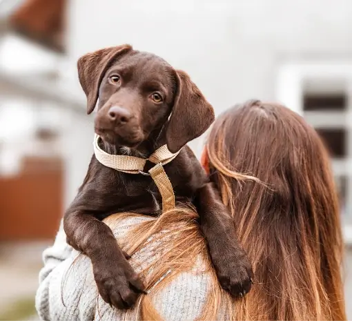 Was darf eine Hundekrankenversicherung kosten
